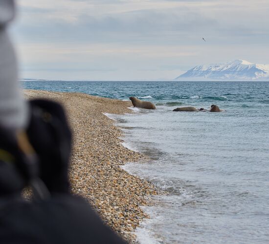 Entdeckerreise Nordspitzbergen - Eisbären, Wale und mehr © Nordspitzbergen